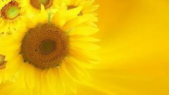 Sunflower Widescreen Wallpaper