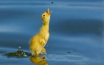 Wallpaper Duckling