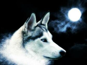 Lone Wolf Wallpaper