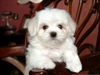 Baby Dog Wallpaper Picture Photo