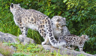 Majestic Snow Leopards In 4k Ultra HD Wallpaper