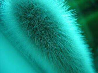 Fuzzy Plant Desktop Pc And Mac Wallpaper