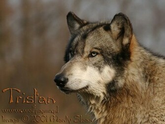 Beautiful Grey Wolf Wallpaper