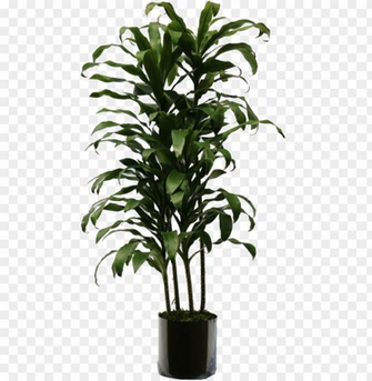 Indoor Plants Png Transparent Plant Image With