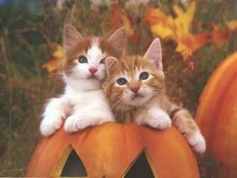 Halloween Desktop Wallpaper No Advertisements Or Spyware