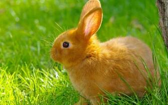 Bunny Rabbits Image Bunnies HD Wallpaper And Background Photos