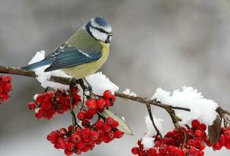 Wallpaper Berry Mountain Ash Snow Branch Bird Winter Desktop
