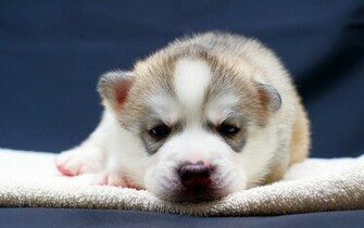 Husky Puppy Wallpaper High Definition Quality Widescreen