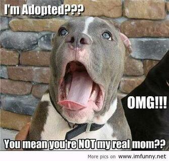 Funny Pictures Animals With Sayings Picture Animal