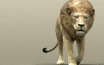 Screensavers Lion Wallpaper Reptiles