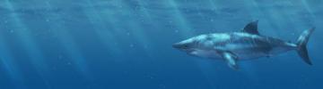 Hai Shark Dual Screen Wallpaper By Holzeisenbahn On