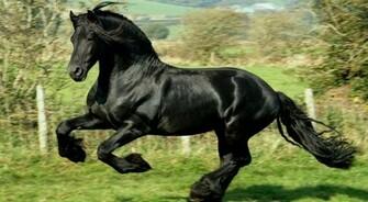 Quarter Horse HD Wallpaper 1080p Desktop