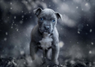 Dog Pitbull Picture Wallpaper