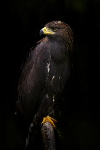 Golden Eagle Pictures HD Image Stock