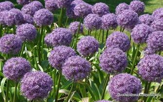 Flowers Screensavers And Background