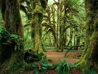 Background Wallpaper Nature Scenes Desktop