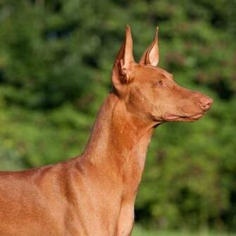 Adorable Pharaoh Hound Staring At Something Puppies Wallpaper Picture