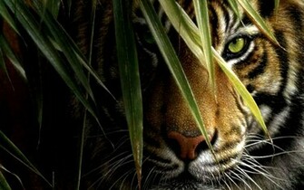 132398d1362466043 Tiger Wallpaper Photo X Jpg