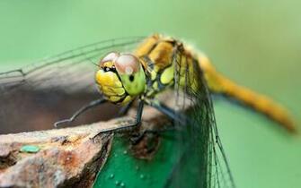 Dragonfly Wallpaper