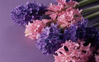 Most Beautiful Flower Wallpaper World ImgHD Browse And