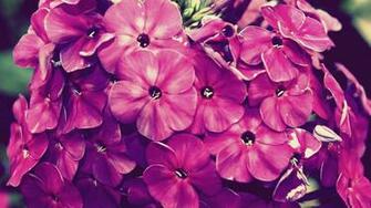 Flowers Vintage Wallpaper Fullscreen HD With