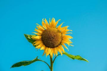 Sunflower Wallpaper HD Hq