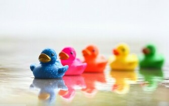Duck Wallpaper Animals Ducks HD Desktop