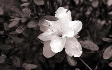 Image Black And White Flower Desktop