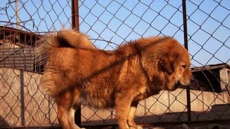 Tibetan Mastiff Wallpaper Desktop Image
