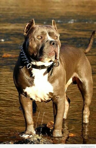 Pitbull Dog Wallpaper
