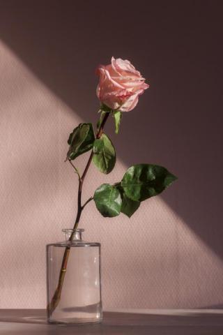Pink Flower Photo Image