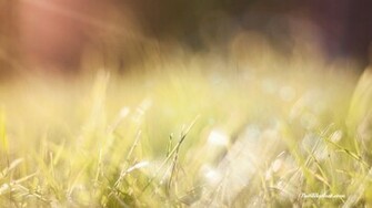 Sunlight Wallpaper