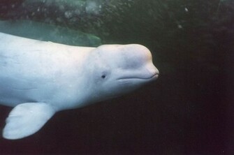 Source Url Smscs Photo Beluga Html