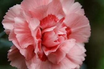 Carnation Flower Nature Spring Summer Photo From Needpix