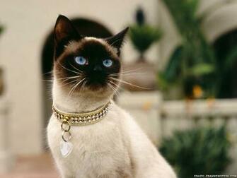 Siamese Cat Desktop Wallpaper