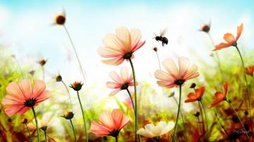 Beautiful Summer Flowers Wallpaper HD