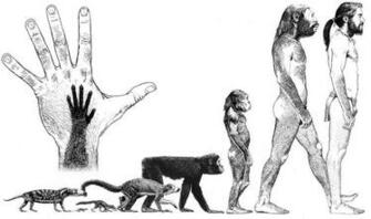 Evolution Of Humans A Picture Illustrating The Man