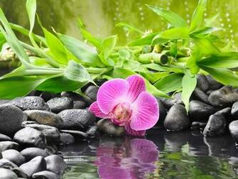 Flowers Stones Zen Wallpaper Quoteko