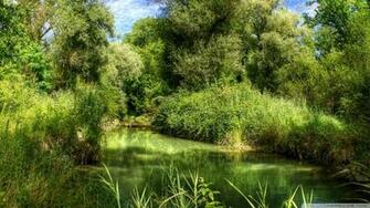 Green Forest Wallpaper