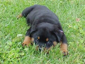Rottweiler Puppies