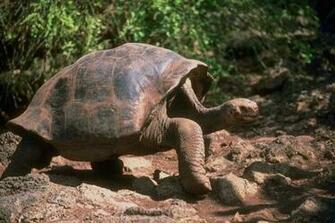 Wallpaper Tortoise