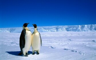 Cute Winter Desktop Wallpaper In HD