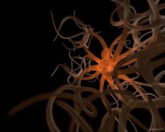 Orange Octopus Wallpaper