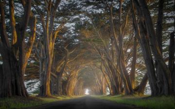 Nature Landscape Cypress Trees Road Mist Sunrise Tunnel