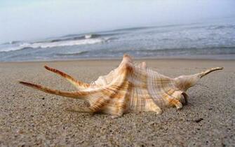 Wonder Full Worlds Sea Shells On The Beautiful Beach