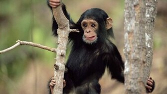 Wallpaper With A Black Monkey Climbing Tree HD Monkeys