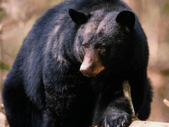 Black Bear Wallpaper Weddingdressin