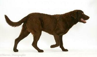 Dog Chesapeake Bay Retriever Photo Wp15027
