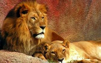 Wallpaper Big Cats Animals In Jpg Format For