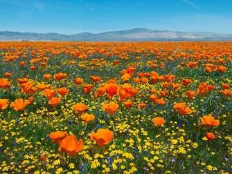 California Poppies